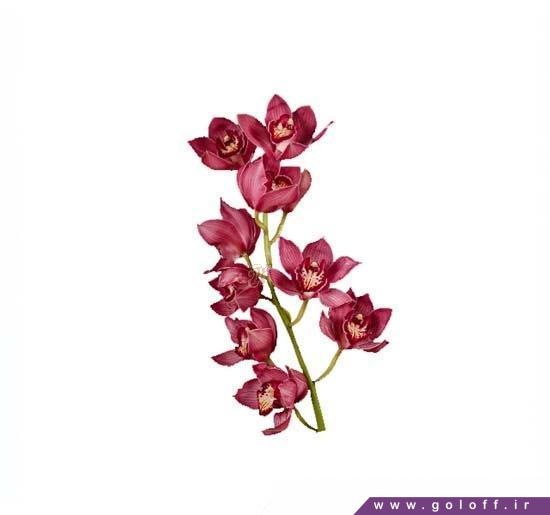 گل خاص - گل ارکیده سیمبیدیوم رد دریم - Cymbidium Orchid | گل آف